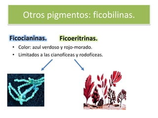 Otros pigmentos: ficobilinas.
Ficocianinas.
• Color: azul verdoso y rojo-morado.
• Limitados a las cianofíceas y rodofíceas.
Ficoeritrinas.
 