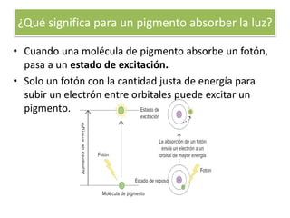 ¿Qué significa para un pigmento absorber la luz?
• Cuando una molécula de pigmento absorbe un fotón,
pasa a un estado de excitación.
• Solo un fotón con la cantidad justa de energía para
subir un electrón entre orbitales puede excitar un
pigmento.
 