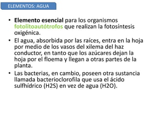 • Elemento esencial para los organismos
fotolitoautótrofos que realizan la fotosíntesis
oxigénica.
• El agua, absorbida por las raíces, entra en la hoja
por medio de los vasos del xilema del haz
conductor, en tanto que los azúcares dejan la
hoja por el floema y llegan a otras partes de la
planta.
• Las bacterias, en cambio, poseen otra sustancia
llamada bacterioclorofila que usa el ácido
sulfhídrico (H2S) en vez de agua (H2O).
ELEMENTOS: AGUA
 