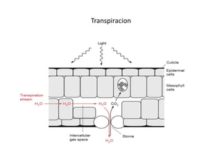 Transpiracion
 