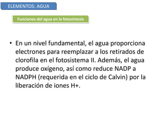 • En un nivel fundamental, el agua proporciona
electrones para reemplazar a los retirados de
clorofila en el fotosistema II. Además, el agua
produce oxígeno, así como reduce NADP a
NADPH (requerida en el ciclo de Calvin) por la
liberación de iones H+.
ELEMENTOS: AGUA
Funciones del agua en la fotosíntesis
 