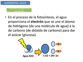 • En el proceso de la fotosíntesis, el agua
proporciona el electrón que se une el átomo
de hidrógeno (de una molécula de agua) a la
de carbono (de dióxido de carbono) para dar
el azúcar (glucosa).
ELEMENTOS: AGUA
Funciones del agua en la
fotosintesis
 