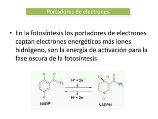 Portadores de electrones
• En la fotosíntesis los portadores de electrones
captan electrones energéticos más iones
hidrógeno, son la energía de activación para la
fase oscura de la fotosíntesis
 