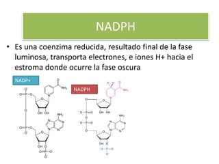 NADPH
• Es una coenzima reducida, resultado final de la fase
luminosa, transporta electrones, e iones H+ hacia el
estroma donde ocurre la fase oscura
NADP+
NADPH
 