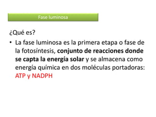 ¿Qué es?
• La fase luminosa es la primera etapa o fase de
la fotosíntesis, conjunto de reacciones donde
se capta la energía solar y se almacena como
energía química en dos moléculas portadoras:
ATP y NADPH
Fase luminosa
 