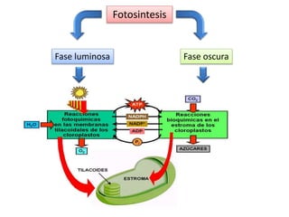 Fotosintesis
Fase luminosa Fase oscura
 