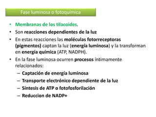 • Membranas de los tilacoides.
• Son reacciones dependientes de la luz
• En estas reacciones las moléculas fotorreceptoras
(pigmentos) captan la luz (energía luminosa) y la transforman
en energía química (ATP, NADPH).
• En la fase luminosa ocurren procesos íntimamente
relacionados:
– Captación de energía luminosa
– Transporte electrónico dependiente de la luz
– Síntesis de ATP o fotofosforilación
– Reduccion de NADP+
Fase luminosa o fotoquímica
 