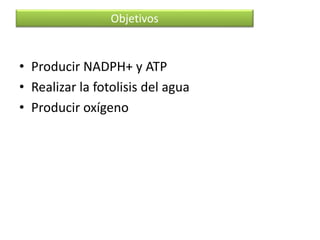 Objetivos
• Producir NADPH+ y ATP
• Realizar la fotolisis del agua
• Producir oxígeno
 
