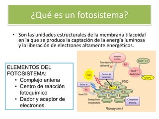¿Qué es un fotosistema?
• Son las unidades estructurales de la membrana tilacoidal
en la que se produce la captación de la energía luminosa
y la liberación de electrones altamente energéticos.
ELEMENTOS DEL
FOTOSISTEMA:
• Complejo antena
• Centro de reacción
fotoquímico
• Dador y aceptor de
electrones.
Complejo
antena
Dador e-
Aceptor
1ario e-
Centro de
reacción
 