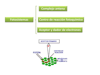 Fotosistemas
Aceptor y dador de electrones
Centro de reacción fotoquímico
Complejo antena
 