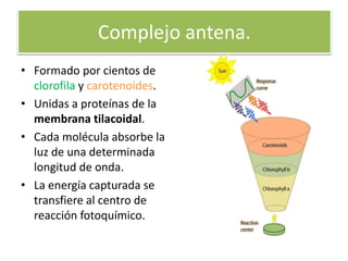 Complejo antena.
• Formado por cientos de
clorofila y carotenoides.
• Unidas a proteínas de la
membrana tilacoidal.
• Cada molécula absorbe la
luz de una determinada
longitud de onda.
• La energía capturada se
transfiere al centro de
reacción fotoquímico.
 