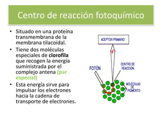 Centro de reacción fotoquímico
• Situado en una proteína
transmembrana de la
membrana tilacoidal.
• Tiene dos moléculas
especiales de clorofila
que recogen la energía
suministrada por el
complejo antena (par
especial)
• Esta energía sirve para
impulsar los electrones
hacia la cadena de
transporte de electrones.
 
