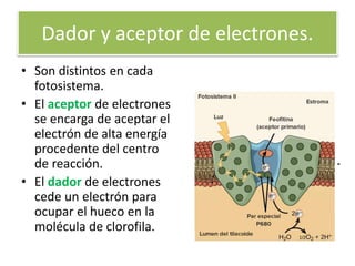 Dador y aceptor de electrones.
• Son distintos en cada
fotosistema.
• El aceptor de electrones
se encarga de aceptar el
electrón de alta energía
procedente del centro
de reacción.
• El dador de electrones
cede un electrón para
ocupar el hueco en la
molécula de clorofila.
 