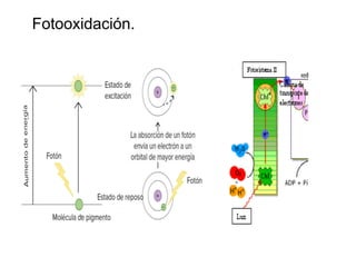 Fotooxidación.
 