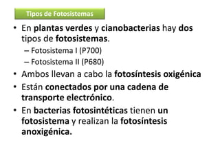 • En plantas verdes y cianobacterias hay dos
tipos de fotosistemas.
– Fotosistema I (P700)
– Fotosistema II (P680)
• Ambos llevan a cabo la fotosíntesis oxigénica
• Están conectados por una cadena de
transporte electrónico.
• En bacterias fotosintéticas tienen un
fotosistema y realizan la fotosíntesis
anoxigénica.
Tipos de Fotosistemas
 