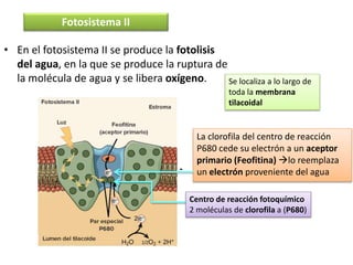 • En el fotosistema II se produce la fotolisis
del agua, en la que se produce la ruptura de
la molécula de agua y se libera oxígeno.
Fotosistema II
Se localiza a lo largo de
toda la membrana
tilacoidal
La clorofila del centro de reacción
P680 cede su electrón a un aceptor
primario (Feofitina) lo reemplaza
un electrón proveniente del agua
Centro de reacción fotoquímico
2 moléculas de clorofila a (P680)
 