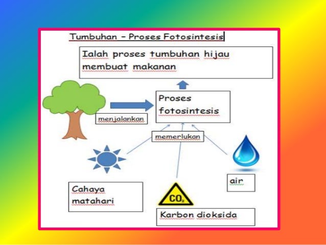 proses hidup tumbuhan tahun 4  Penelope Rutherford