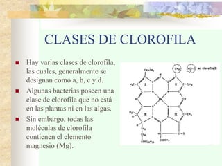 CLASES DE CLOROFILA
 Hay varias clases de clorofila,
las cuales, generalmente se
designan como a, b, c y d.
 Algunas bacterias poseen una
clase de clorofila que no está
en las plantas ni en las algas.
 Sin embargo, todas las
moléculas de clorofila
contienen el elemento
magnesio (Mg).
 