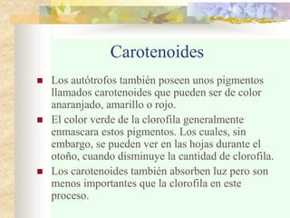 Carotenoides
 Los autótrofos también poseen unos pigmentos
llamados carotenoides que pueden ser de color
anaranjado, amarillo o rojo.
 El color verde de la clorofila generalmente
enmascara estos pigmentos. Los cuales, sin
embargo, se pueden ver en las hojas durante el
otoño, cuando disminuye la cantidad de clorofila.
 Los carotenoides también absorben luz pero son
menos importantes que la clorofila en este
proceso.
 