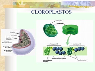 CLOROPLASTOS
 