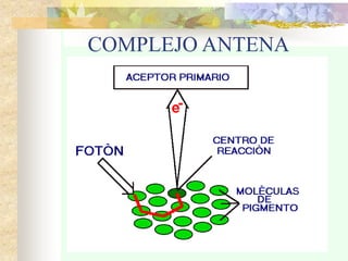 COMPLEJO ANTENA
 