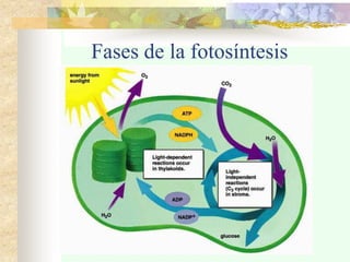 Fases de la fotosíntesis
 