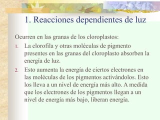 1. Reacciones dependientes de luz
Ocurren en las granas de los cloroplastos:
1. La clorofila y otras moléculas de pigmento
presentes en las granas del cloroplasto absorben la
energía de luz.
2. Esto aumenta la energía de ciertos electrones en
las moléculas de los pigmentos activándolos. Esto
los lleva a un nivel de energía más alto. A medida
que los electrones de los pigmentos llegan a un
nivel de energía más bajo, liberan energía.
 