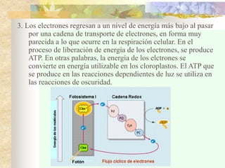 3. Los electrones regresan a un nivel de energía más bajo al pasar
por una cadena de transporte de electrones, en forma muy
parecida a lo que ocurre en la respiración celular. En el
proceso de liberación de energía de los electrones, se produce
ATP. En otras palabras, la energía de los elctrones se
convierte en energía utilizable en los cloroplastos. El ATP que
se produce en las reacciones dependientes de luz se utiliza en
las reacciones de oscuridad.
 