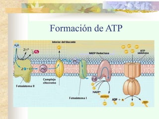 Formación de ATP
 