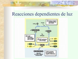 Reacciones dependientes de luz
 
