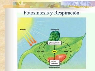 Fotosíntesis y Respiración
 