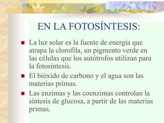 EN LA FOTOSÍNTESIS:
 La luz solar es la fuente de energía que
atrapa la clorofila, un pigmento verde en
las células que los autótrofos utilizan para
la fotosíntesis.
 El bióxido de carbono y el agua son las
materias primas.
 Las enzimas y las coenzimas controlan la
síntesis de glucosa, a partir de las materias
primas.
 