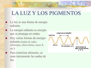 LA LUZ Y LOS PIGMENTOS
 La luz es una forma de energía
radiante.
 La energía radiante es energía
que se propaga en ondas.
 Hay varias formas de energía
radiante (ondas de radio,
infrarrojas, ultravioletas, rayos X,
etc.).
 Para sintetizar alimento, se
usan únicamente las ondas de
luz.
 