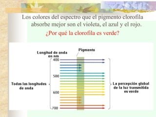 Los colores del espectro que el pigmento clorofila
absorbe mejor son el violeta, el azul y el rojo.
¿Por qué la clorofila es verde?
 