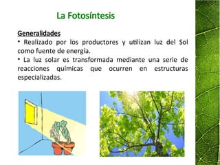 La Fotosíntesis
Generalidades
• Realizado por los productores y utilizan luz del Sol
como fuente de energía.
• La luz solar es transformada mediante una serie de
reacciones químicas que ocurren en estructuras
especializadas.
 