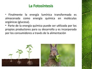 La Fotosíntesis
• Finalmente la energía lumínica transformada es
almacenada como energía química en moléculas
orgánicas (glucosa).
• Parte de la energía química puede ser utilizada por los
propios productores para su desarrollo y es incorporada
por los consumidores a través de la alimentación
 
