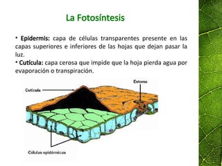 La Fotosíntesis
• Epidermis: capa de células transparentes presente en las
capas superiores e inferiores de las hojas que dejan pasar la
luz.
• Cutícula: capa cerosa que impide que la hoja pierda agua por
evaporación o transpiración.
 
