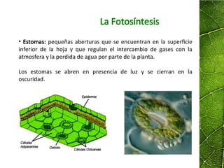 La Fotosíntesis
• Estomas: pequeñas aberturas que se encuentran en la superficie
inferior de la hoja y que regulan el intercambio de gases con la
atmosfera y la perdida de agua por parte de la planta.
Los estomas se abren en presencia de luz y se cierran en la
oscuridad.
 