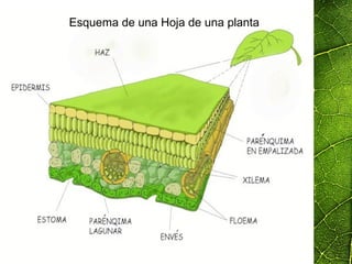 Esquema de una Hoja de una planta
 