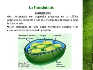 Cloroplastos
•Los cloroplastos son organelos presentes en las células
vegetales del mesófilo y son los encargados de llevar a cabo
la fotosíntesis.
•Están formados por una doble membrana externa y un
espacio interior denominado estroma.
La Fotosíntesis
 