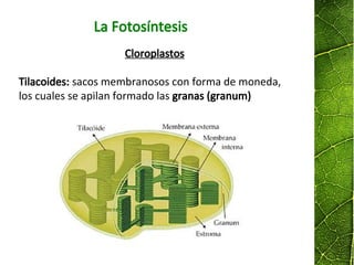 Cloroplastos
Tilacoides: sacos membranosos con forma de moneda,
los cuales se apilan formado las granas (granum)
La Fotosíntesis
 