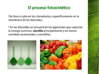 El proceso fotosintético
•Se lleva a cabo en los cloroplastos, específicamente en la
membrana de los tilacoides.
• En los tilacoides se encuentran los pigmentos que capturan
la energía lumínica; clorofila principalmente y en menor
cantidad carotenoides y xantofilas.
 