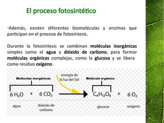 -Además, existen diferentes biomoléculas y enzimas que
participan en el proceso de fotosíntesis.
Durante la fotosíntesis se combinan moléculas inorgánicas
simples como el agua y dióxido de carbono, para formar
moléculas orgánicas complejas, como la glucosa y se libera
como residuo oxígeno.
El proceso fotosintético
 