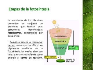 La membrana de los tilacoides
presentan un conjunto de
proteínas que forman unas
estructuras denominadas
fotosistemas, constituidos por
dos partes:
- Complejo antena o recolector
de luz: almacena clorofila y los
pigmentos auxiliares de la
fotosíntesis, los cuales absorben
la luz y esta es transferida como
energía al centro de reacción.
Etapas de la fotosíntesis
 
