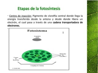 - Centro de reacción: Pigmento de clorofila central donde llega la
energía transferida desde la antena y desde donde libera un
electrón, el cual pasa a través de una cadena transportadora de
electrones.
-
Etapas de la fotosíntesis
 