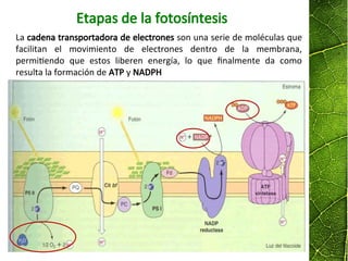 Etapas de la fotosíntesis
La cadena transportadora de electrones son una serie de moléculas que
facilitan el movimiento de electrones dentro de la membrana,
permitiendo que estos liberen energía, lo que finalmente da como
resulta la formación de ATP y NADPH
 