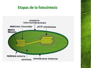 Etapas de la fotosíntesis
 