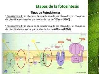 Etapas de la fotosíntesis
Tipos de Fotosistemas
• Fotosistema I: se ubica en la membrana de los tilacoides, se compone
de clorofila a y absorbe particulas de luz de 700nm (P700)
• Fotosistema II: se ubica en la membrana de los tilacoides, se compone
de clorofila b y absorbe partículas de luz de 680 nm (P680)
 