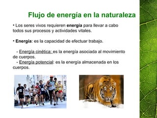 Flujo de energía en la naturaleza
• Los seres vivos requieren energía para llevar a cabo
todos sus procesos y actividades vitales.
• Energía: es la capacidad de efectuar trabajo.
- Energía cinética: es la energía asociada al movimiento
de cuerpos.
- Energía potencial: es la energía almacenada en los
cuerpos.
 