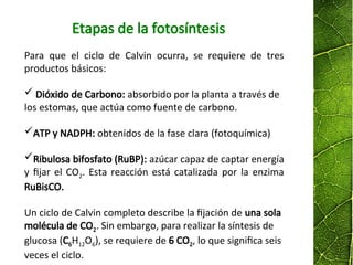 Etapas de la fotosíntesis
Para que el ciclo de Calvin ocurra, se requiere de tres
productos básicos:
 Dióxido de Carbono: absorbido por la planta a través de
los estomas, que actúa como fuente de carbono.
ATP y NADPH: obtenidos de la fase clara (fotoquímica)
Ribulosa bifosfato (RuBP): azúcar capaz de captar energía
y fijar el CO2. Esta reacción está catalizada por la enzima
RuBisCO.
Un ciclo de Calvin completo describe la fijación de una sola
molécula de CO2. Sin embargo, para realizar la síntesis de
glucosa (C6H12O6), se requiere de 6 CO2, lo que significa seis
veces el ciclo.
 